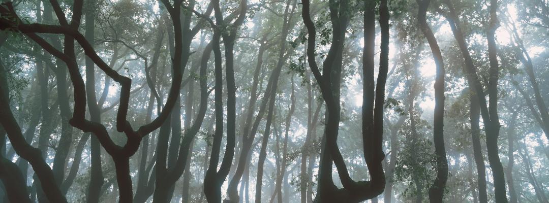 Itinerary from Assisi to Gubbio